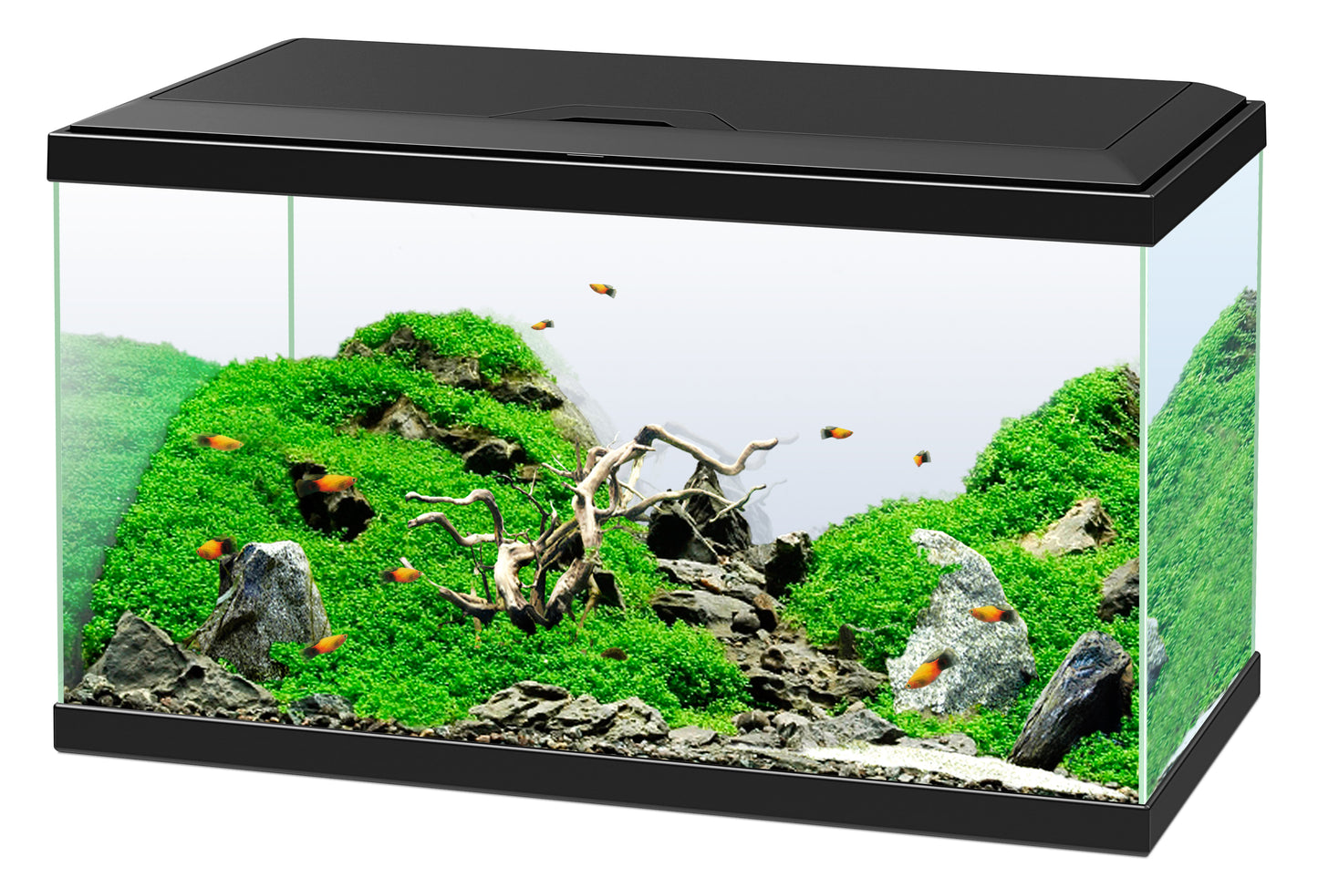 Ciano - Akvarium Svart Aquarium 60