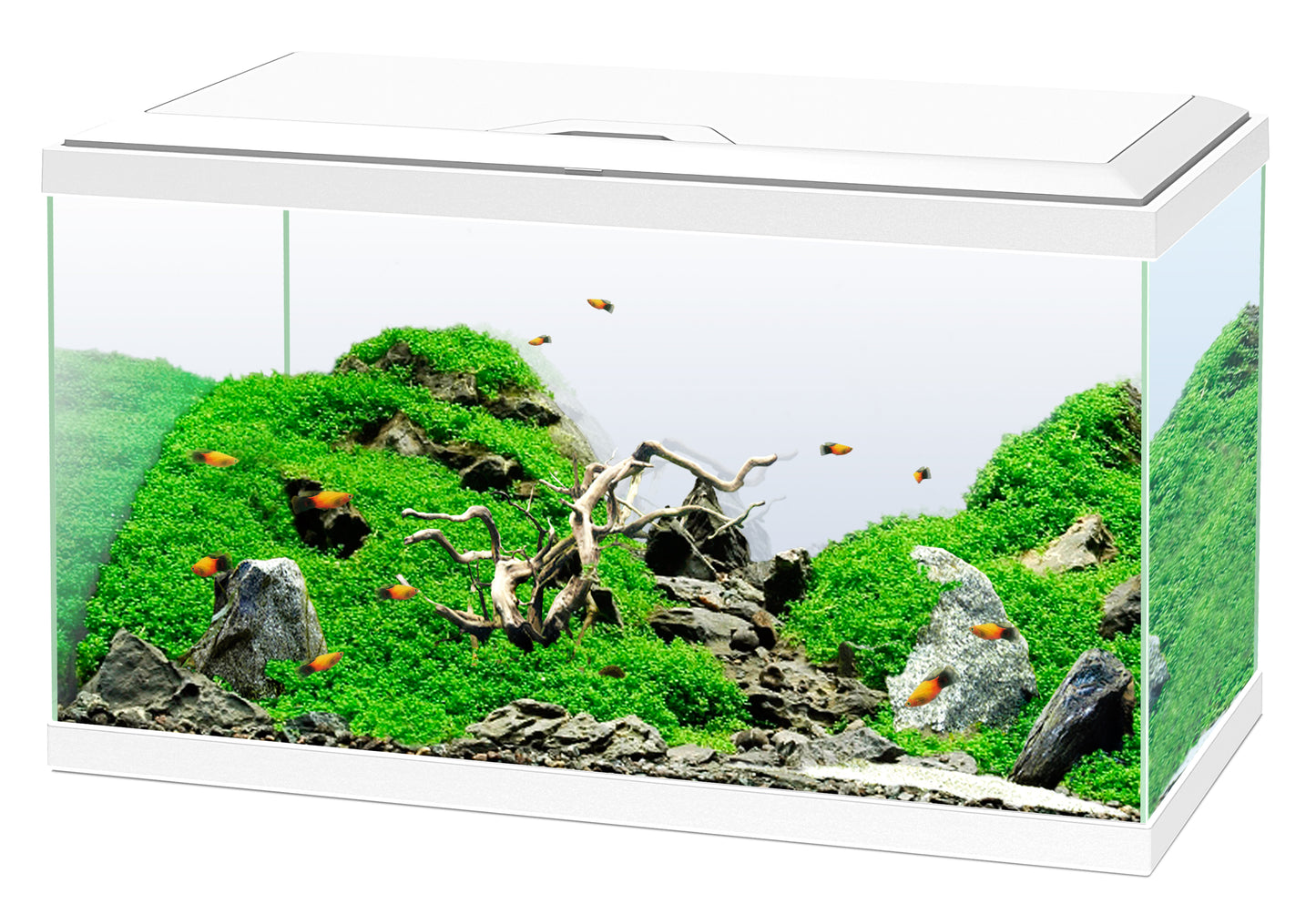 Ciano - Akvarium Vitt Aquarium 60