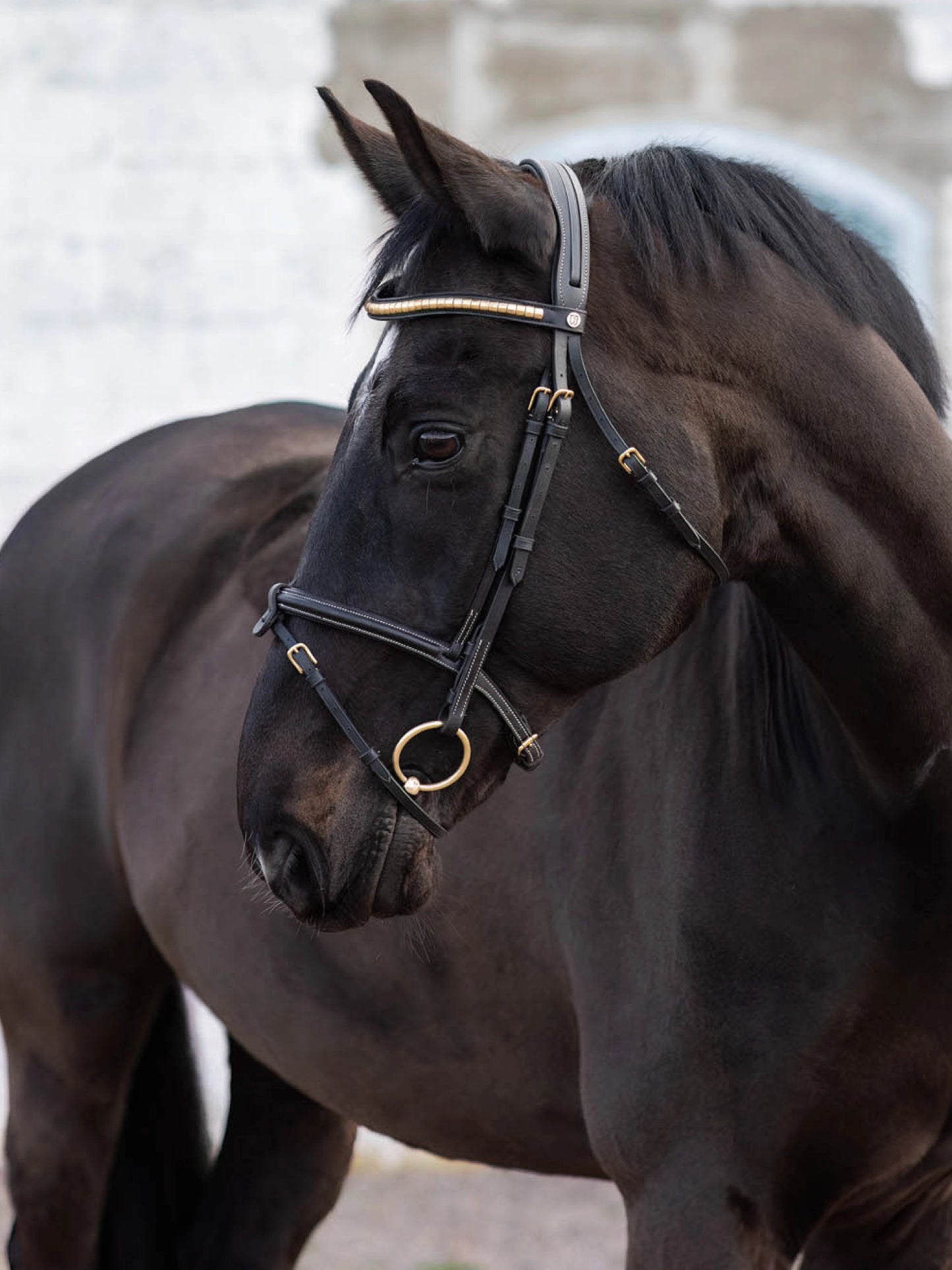 Jacson - California Aachen Bridle