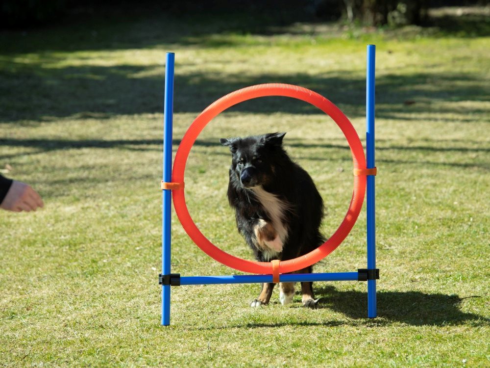 Bruks - Agility ring