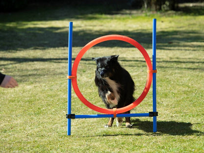 Bruks - Agility ring