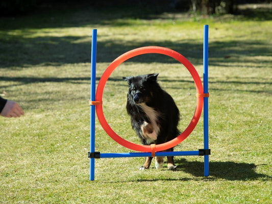 Bruks - Agility ring