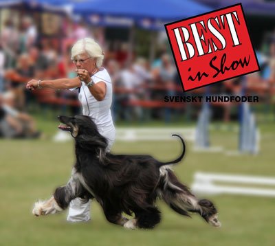 Best in Show - Hundfoder (Svenskt tillverkat)