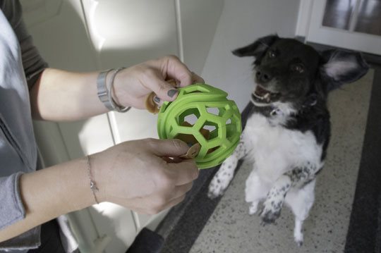 Dog Comets - Titan