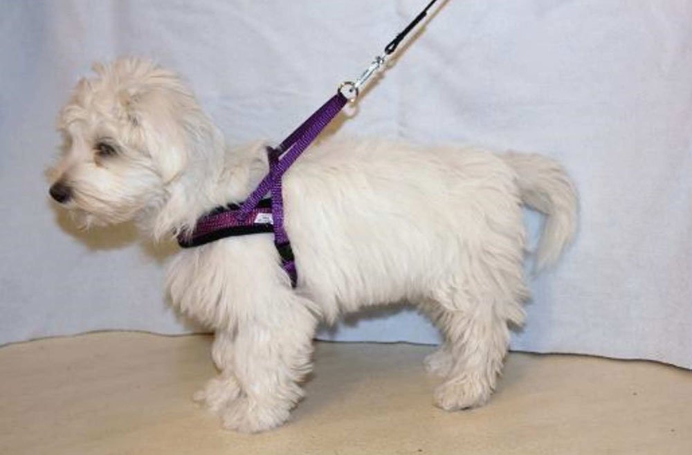 Alac - Småhunds sele med fleece
