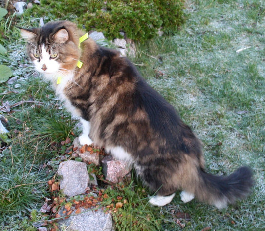 Resårhalsband för katt