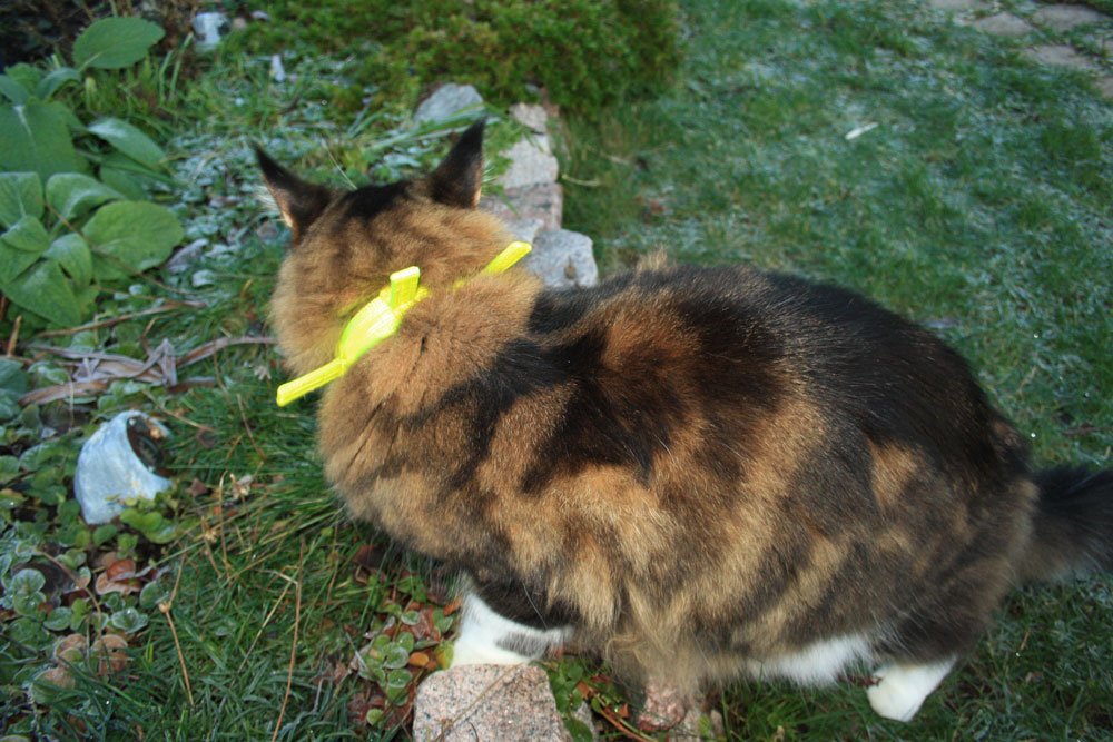 Resårhalsband för katt