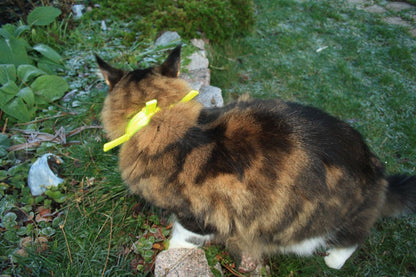 Resårhalsband för katt