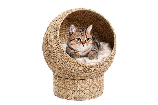 Kattigloo